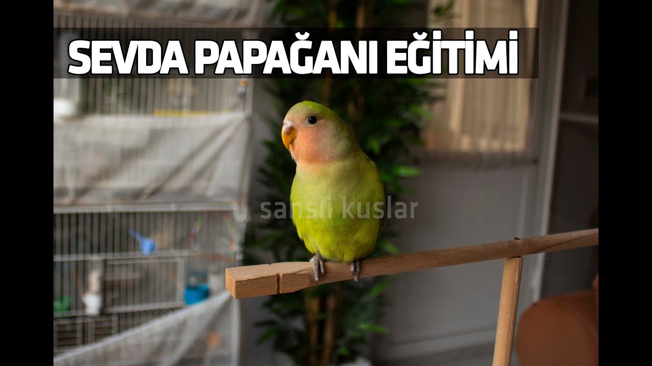 Sevda Papağanı Ele Alıştırma (Ele Alışkın El Besleme Yavru)