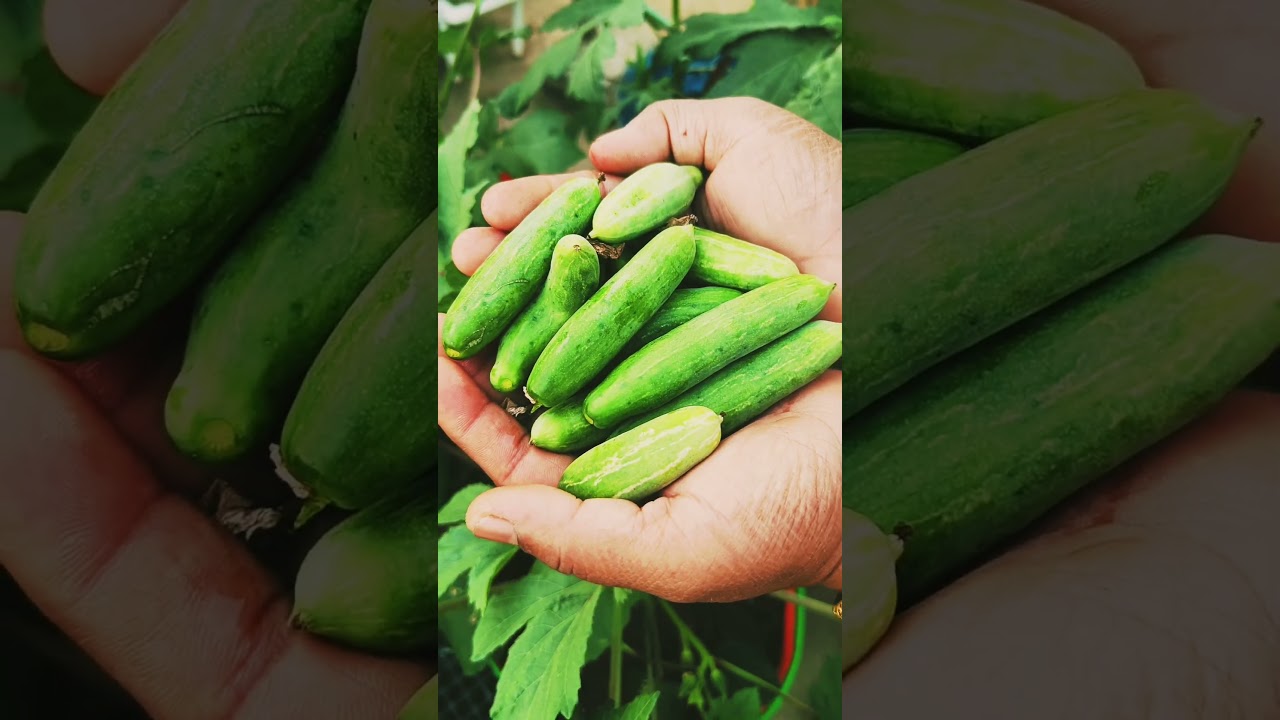 Today Harvest In Terrace Garden @MaadithottamSachu