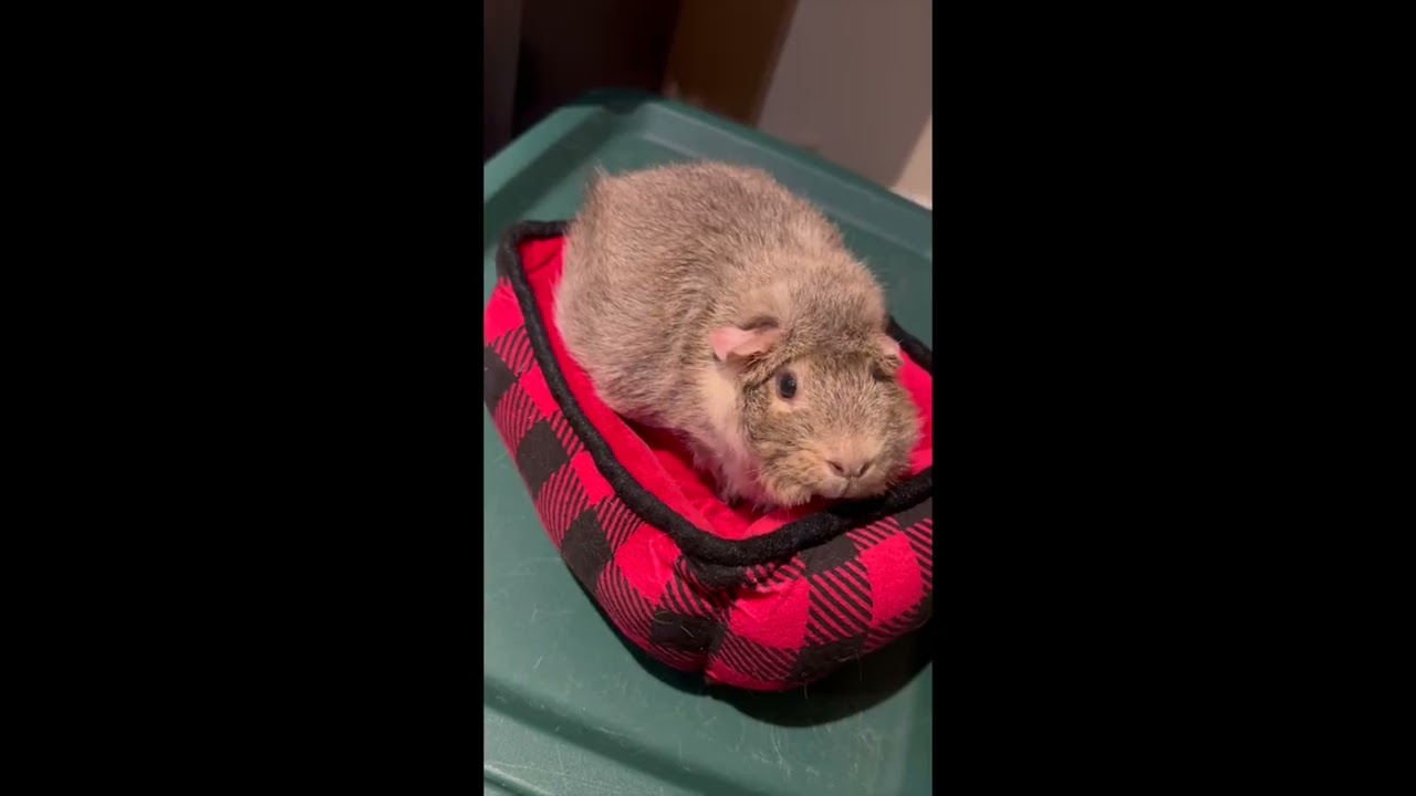 guinea pig midnight snack : cucumber