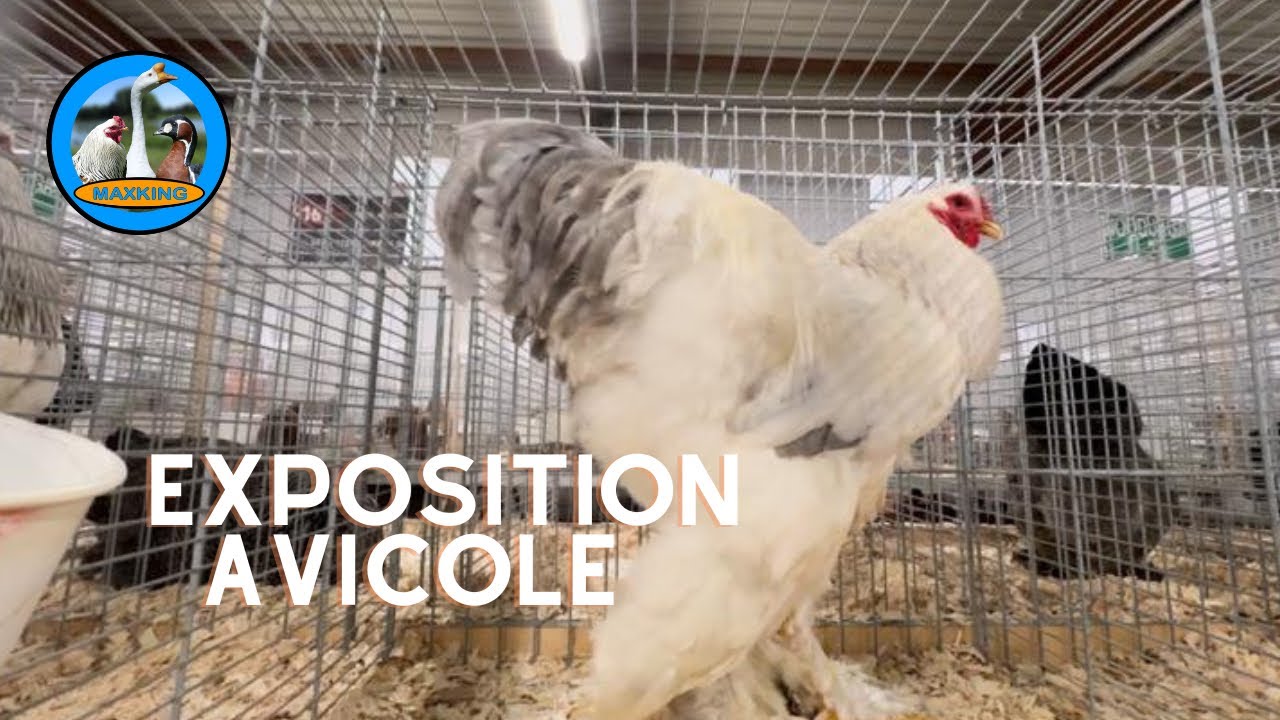 EXPOSITION AVICOLE D’AFFLIGEM 2023