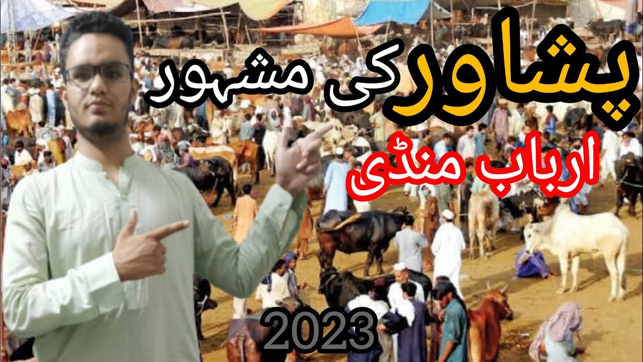 Arbab Mandi Peshawar |Bakra Eid 2023.  Urdu/Hindi.