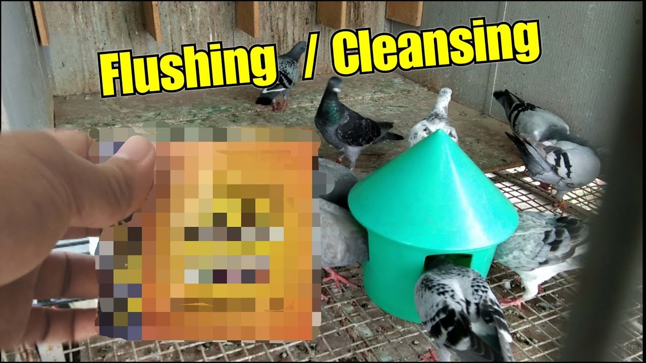 BACTERIAL FLUSHING, RESPIRATORY CLEANSING
