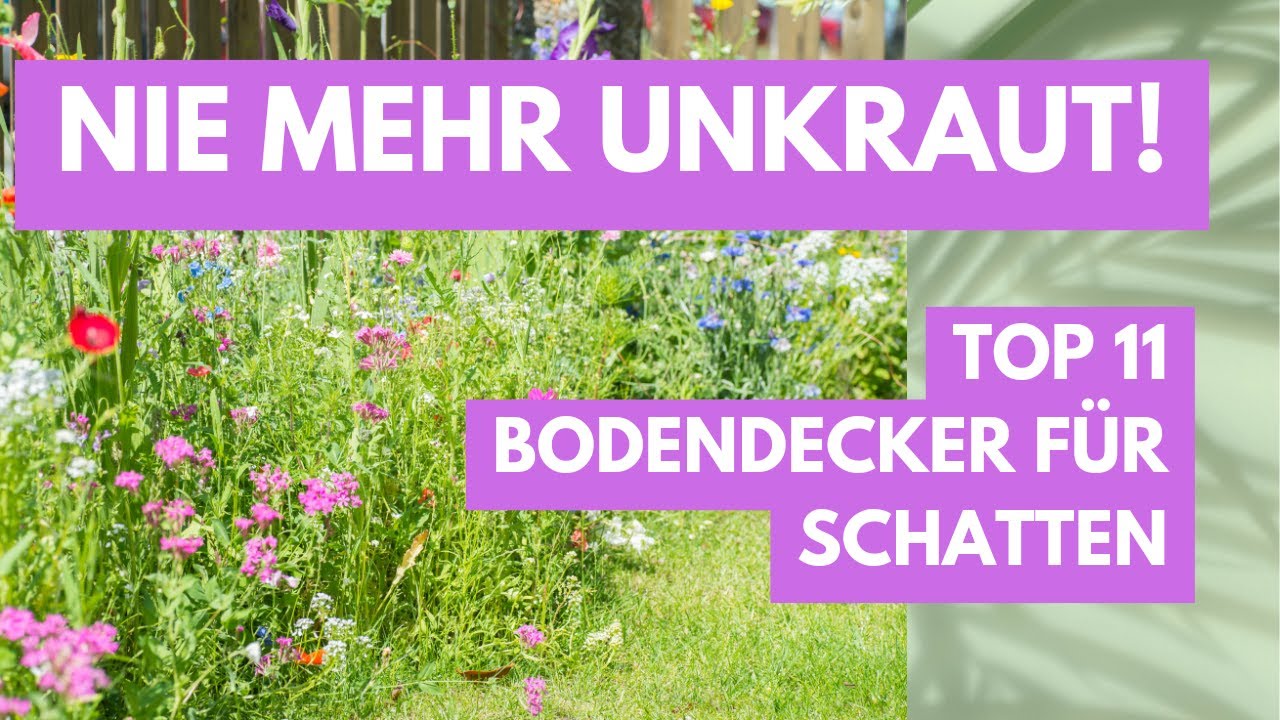 Nie mehr Unkraut - Top 11 Bodendecker für Schatten