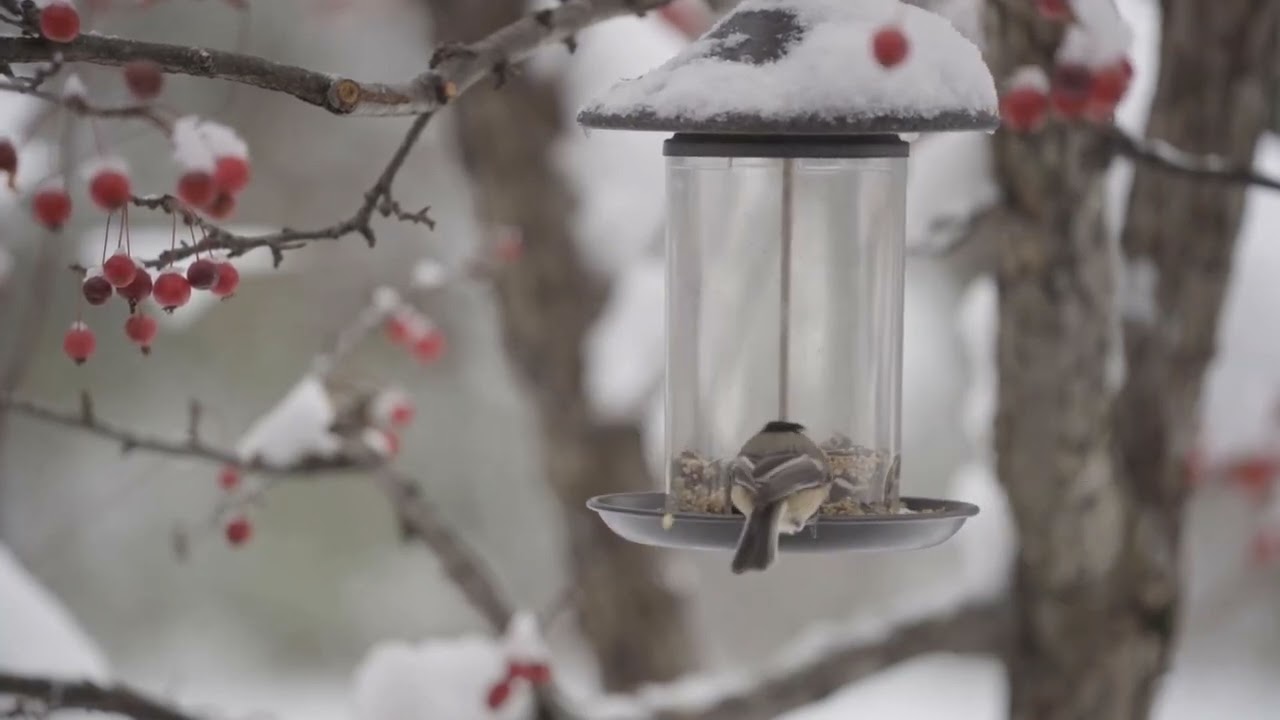 Little birds - 1 Hr - Video Screen Saver