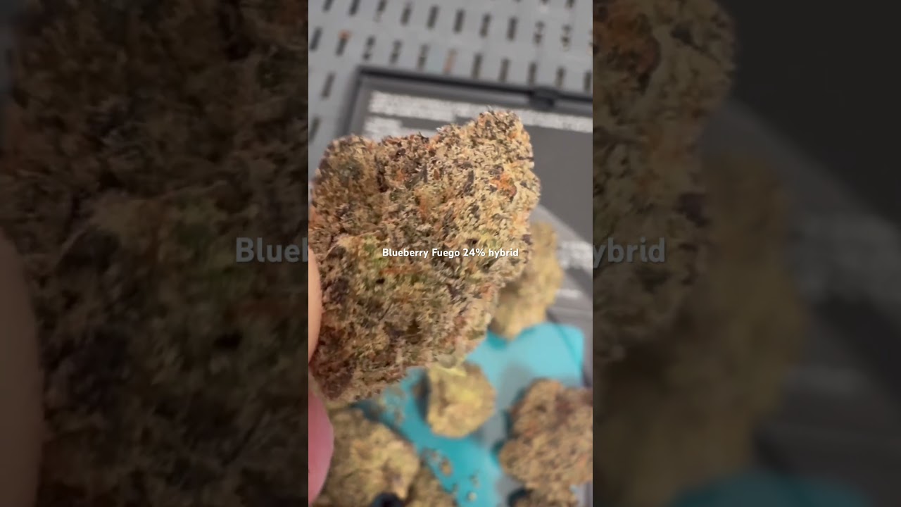 Blueberry Fuego medical cannabis 24%thc Hybrid Non Irradiated from Next Friday, out of the packet