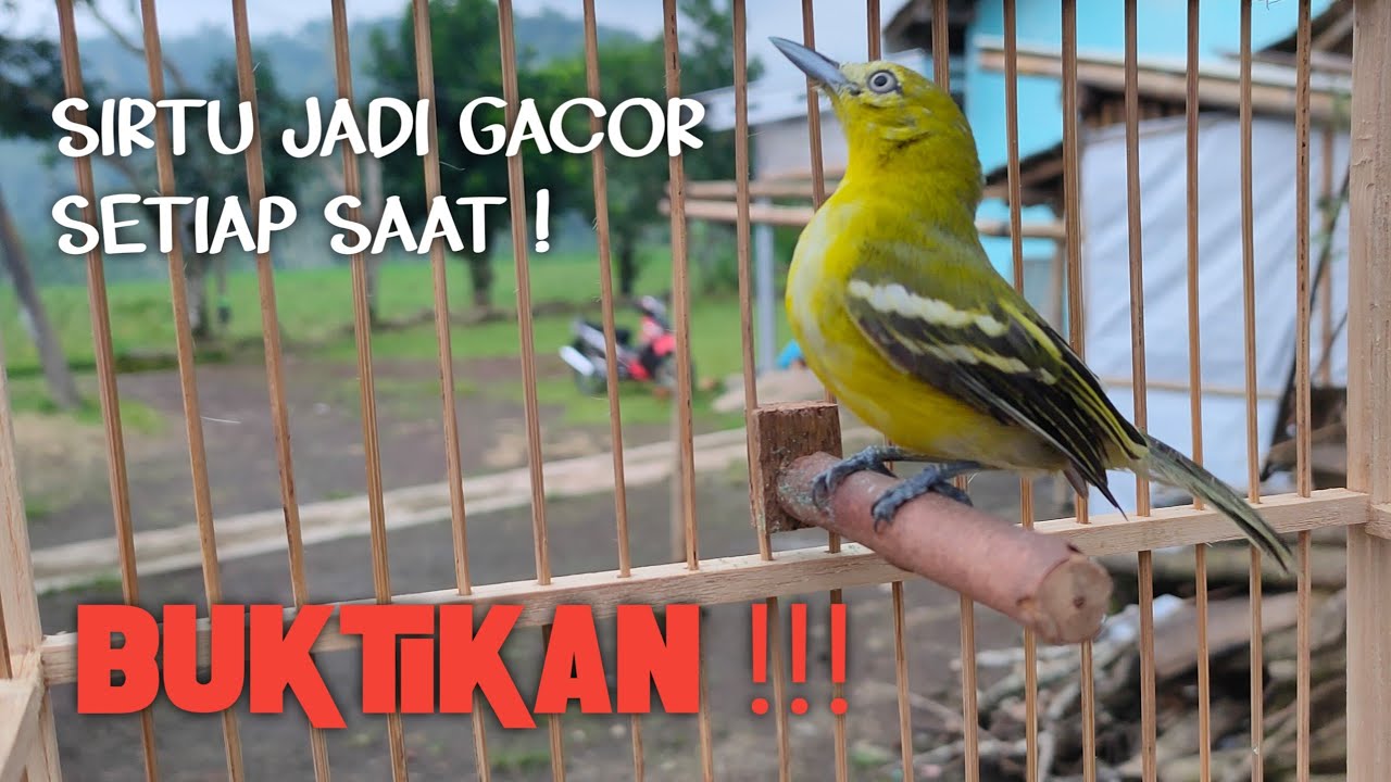 TIPS MERAWAT SIRTU AGAR BISA GACOR SETIAP SAAT