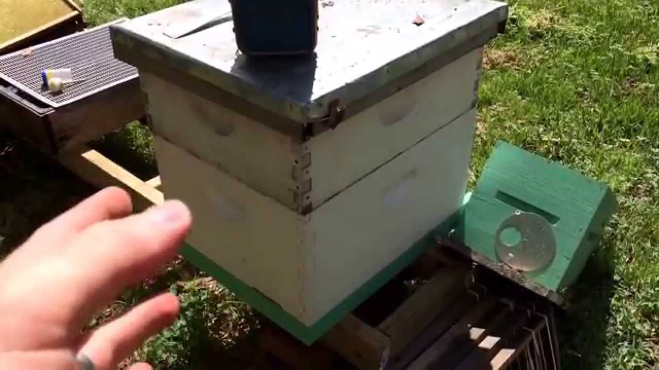 Make a Queenless Beehive Split