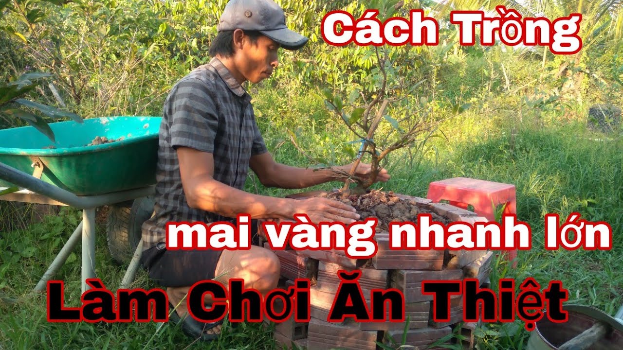 Cách trồng mai vàng nhanh lớn, chia sẽ hết bài