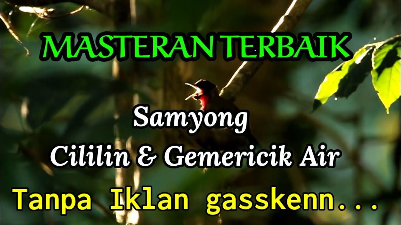 AUDIO MASTER SAMYONG, CILILIN DAN GEMERICIK AIR MASTERAN PLUS TERAPI TERBAIK MURAI BATU