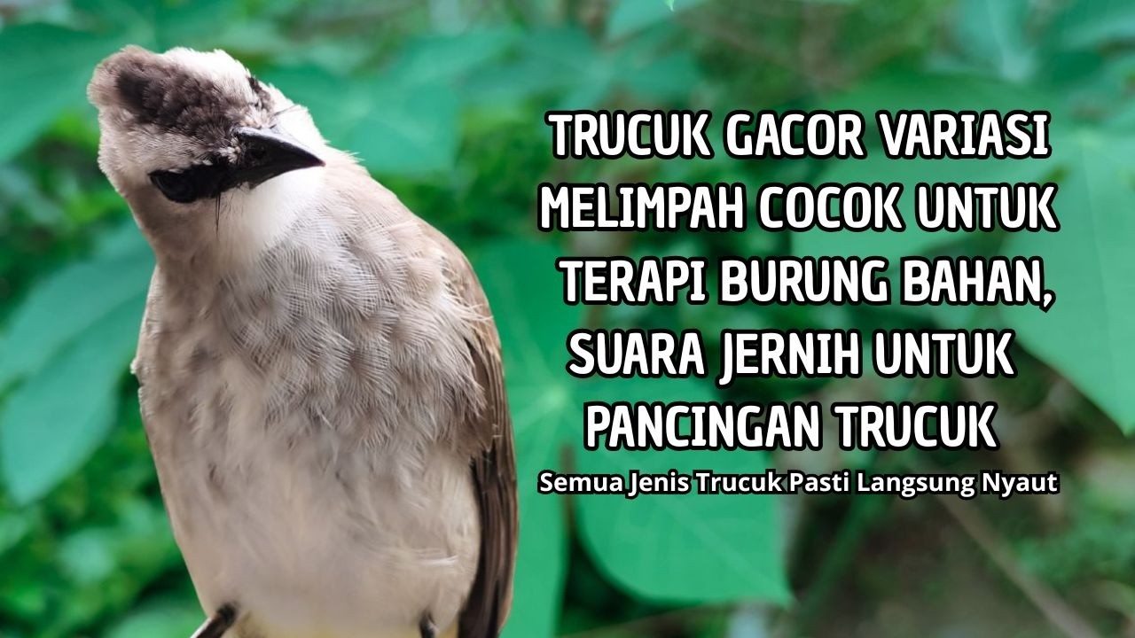 Trucukan GACOR ngalas ROPEL PANJANG suara alam AMPUH buat pancingan jadikan trucuk Gacor GARUDA