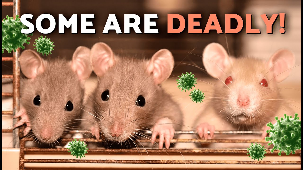 Diseases Transmitted by RATS to HUMANS 🐀🦠 5 Rat-Borne Illnesses
