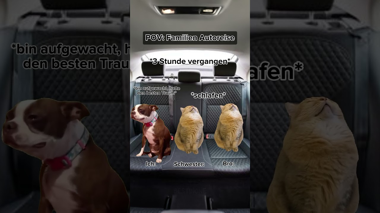 POV: Familien Autoreise (bro hat gefurzt💀) #catmeme #cat #katze #autofahrt #reise #auto #autoreise