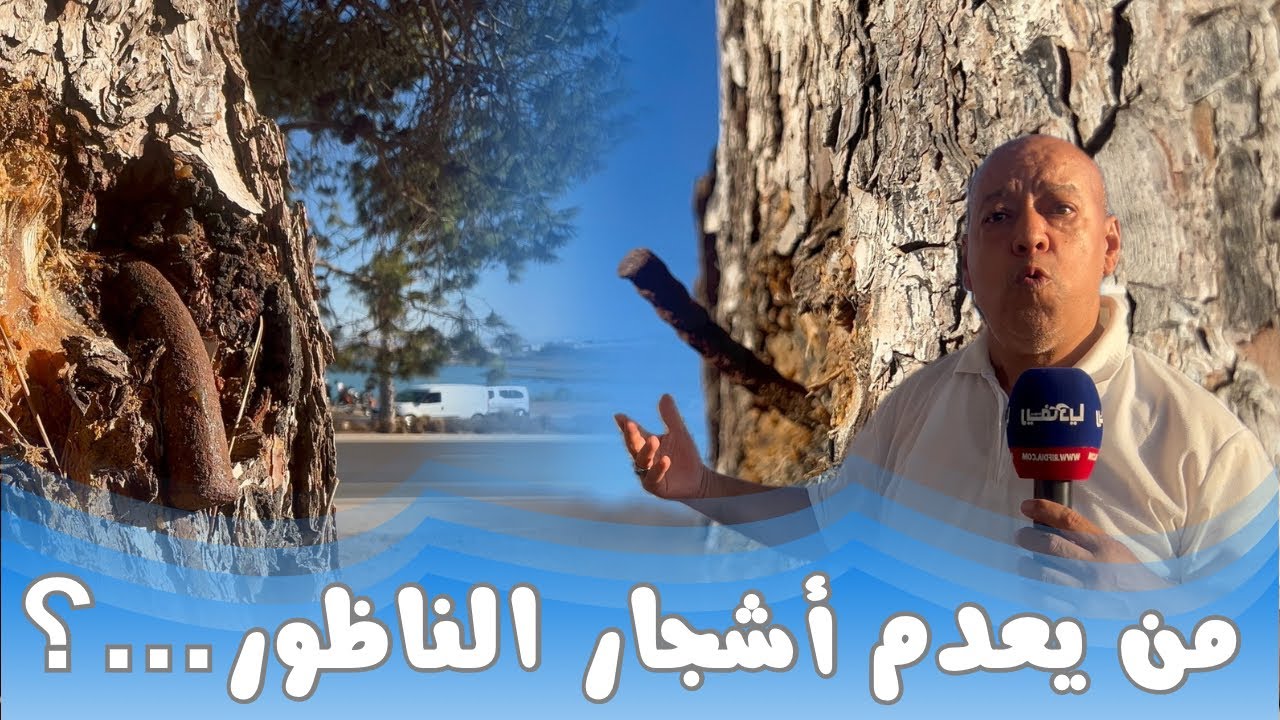 مجهولون يعدمون المجال الغابوي عن طريق دق مسامير حديدية في أغصان الأشجار بالناظور