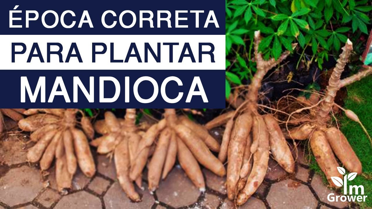 Qual a época correta para plantar mandioca?