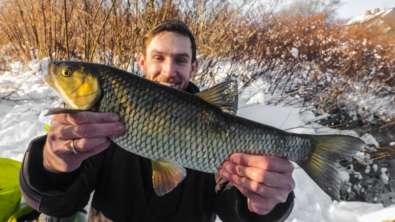 Chleb, feeder i pierwsze zimowe klenie