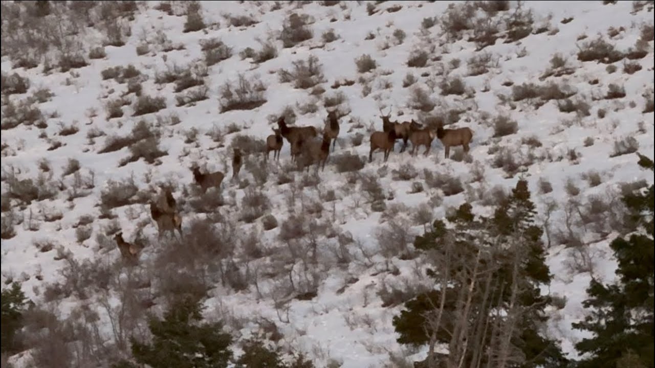 Archery Utah Elk 2nd to last day! 