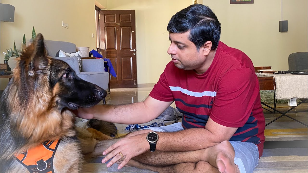 Taking Care of My Dog After FHO Surgery | Part 1 | The First 3 Weeks