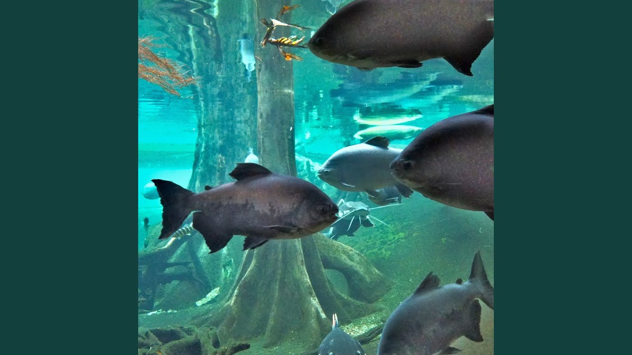 Underwater Soundscape