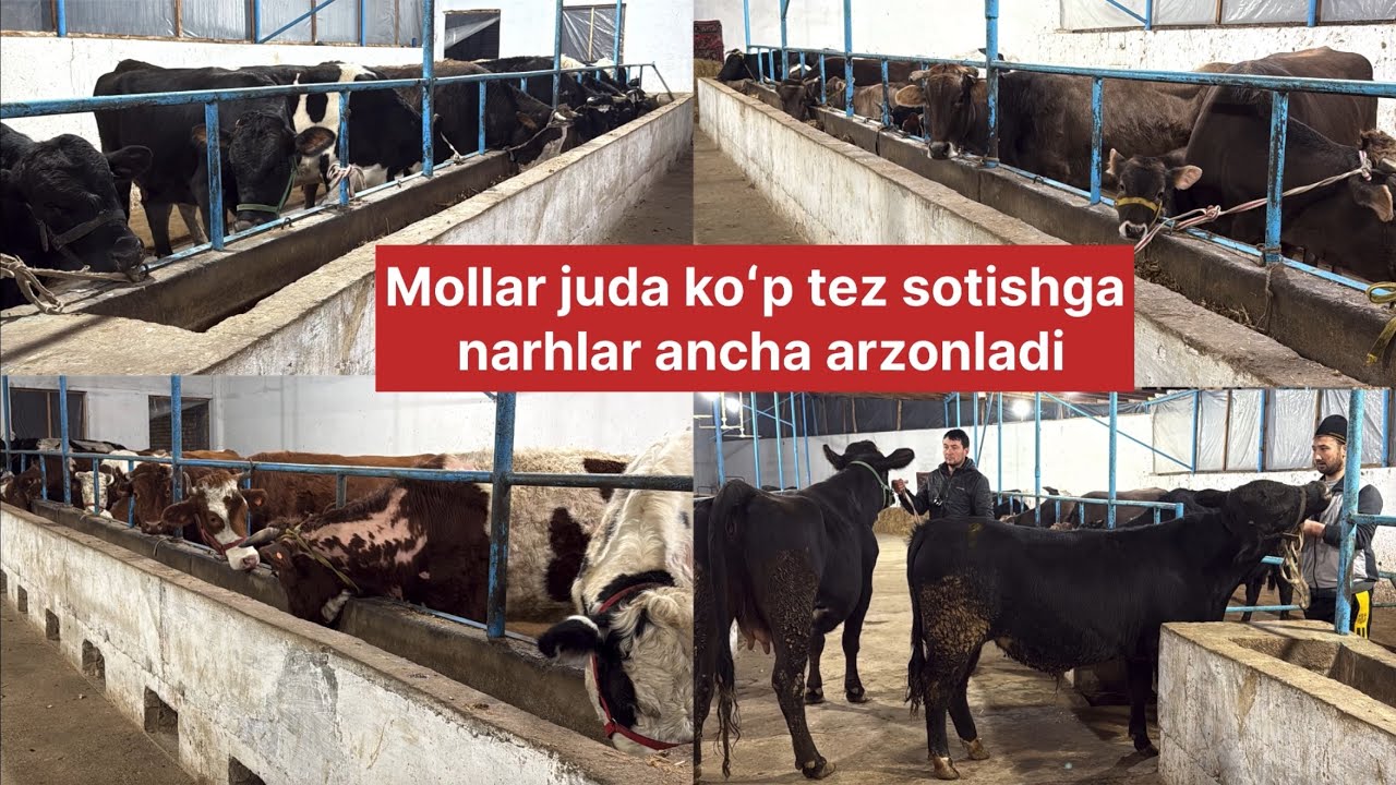 +99895.219.40.02 Ras poroda bugʻoz ona bola sigirlar soʻraganlarga koʻraganlarga kech qolmang