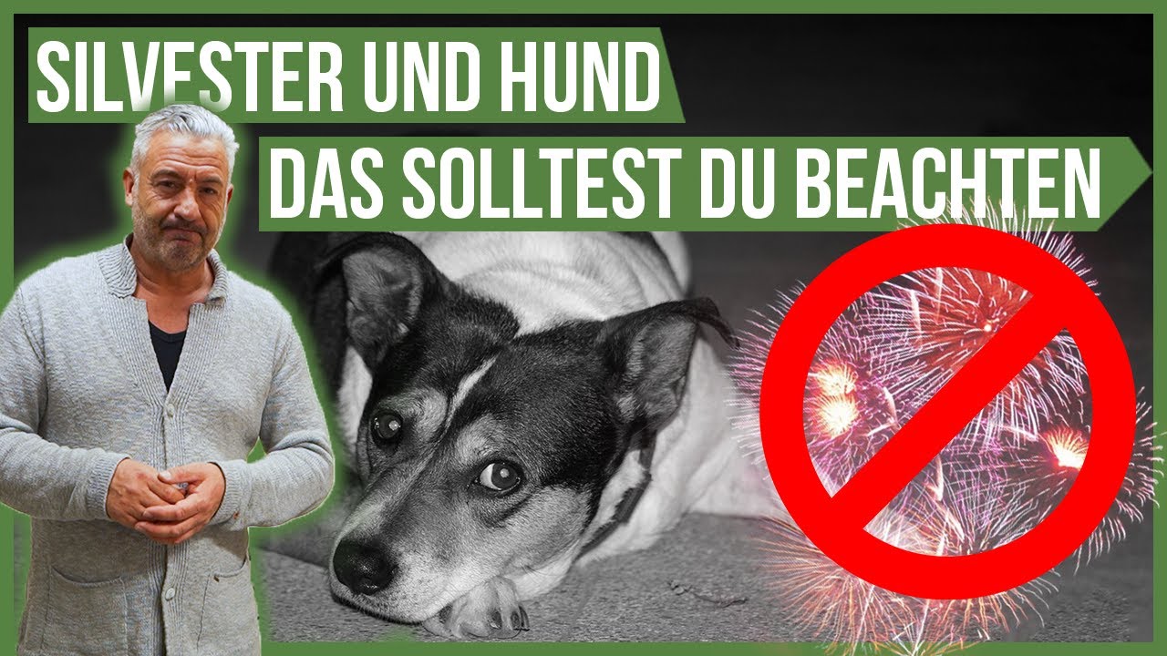 Silvester und Hund! 🧨 Das solltest Du beachten (Mit Tierärztin Claudia Münch)  #silvester2022