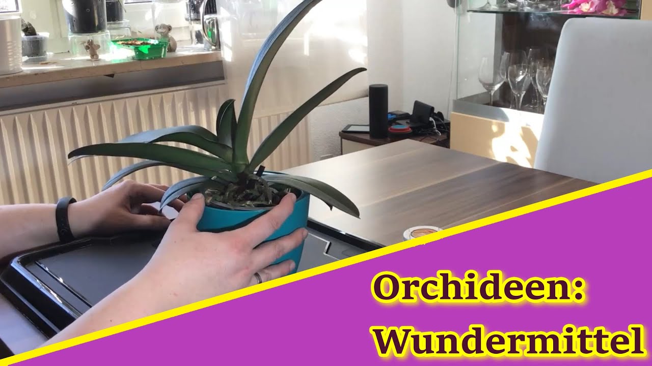Orchideen: Wundermittel, Märchen und Hausmittelchen