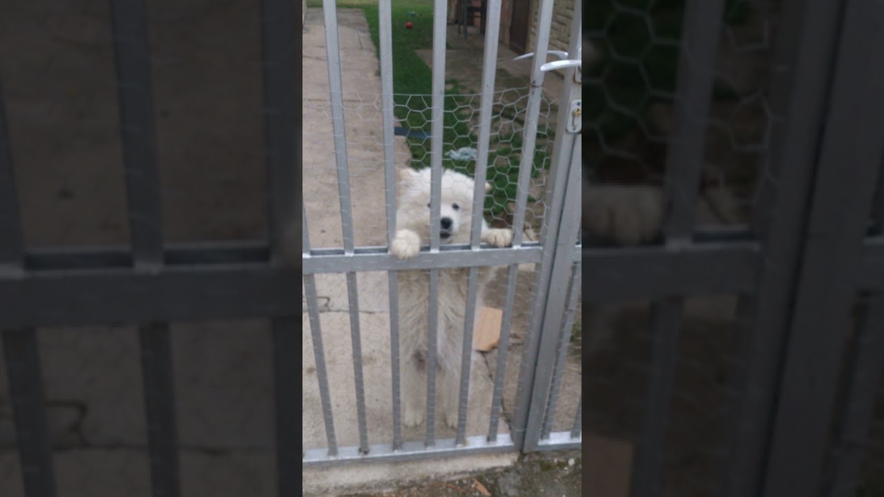Unknown song - help identify