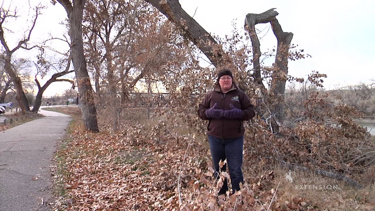 Post-Storm Tree Cleanup | From the Ground Up