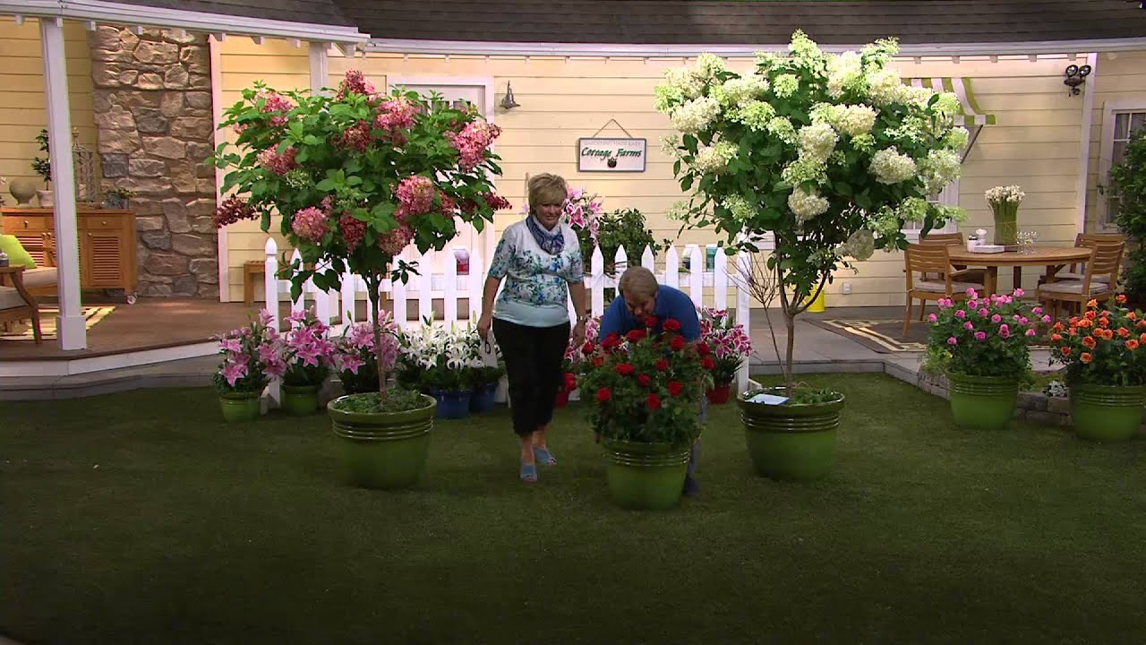 Cottage Farms Quickfire Tree Hydrangea with Carolyn Gracie