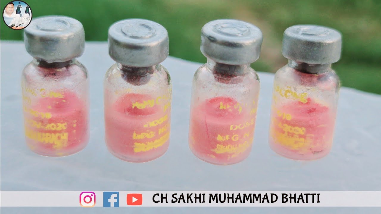 Protect your Pigeons from DEADLY Disease | Vaccine for PMV Virus