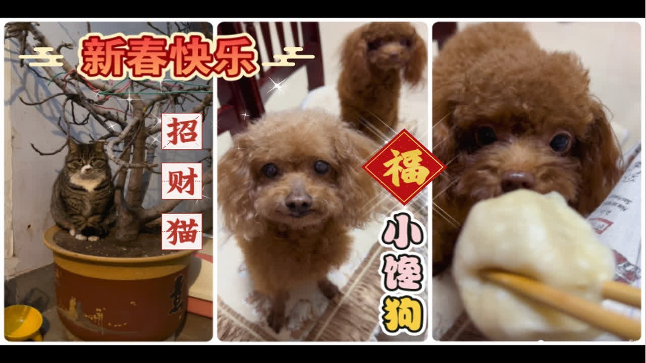 猫狗双全过大年！温馨又治愈！哈哈哈～