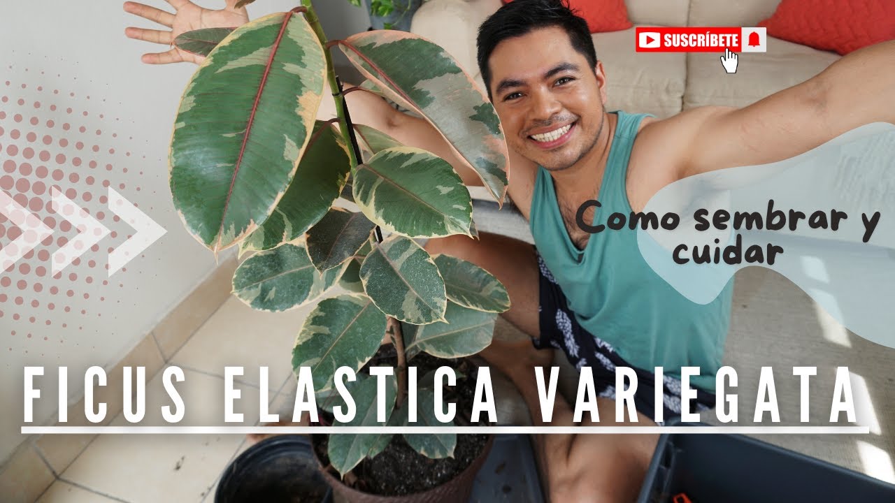 Cómo sembrar un Ficus elastica variegata
