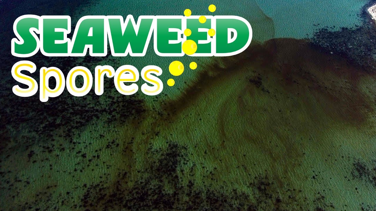 🌿Seaweed Spores on Grattan Beach, Salthill