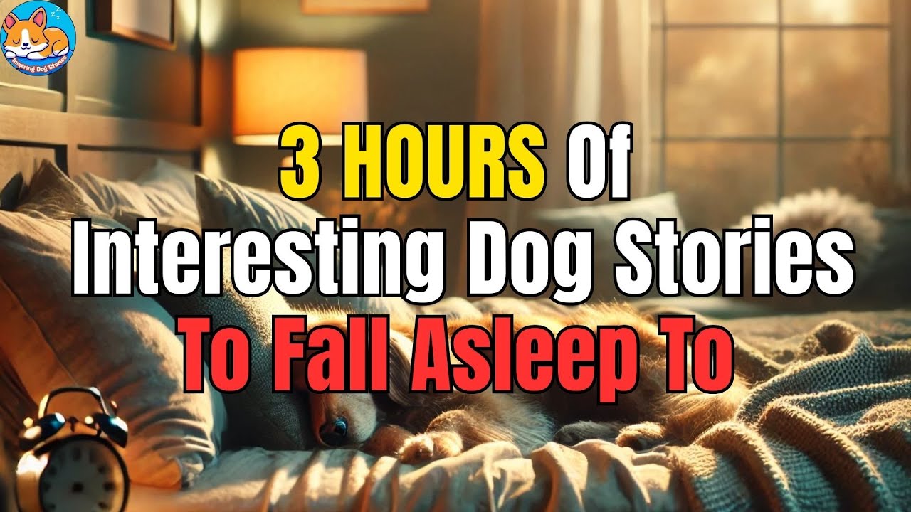 Relaxing | 3 HOURS Stories of For Dogs  | Anti Separation Anxiety Relief 🐶 | No Ads