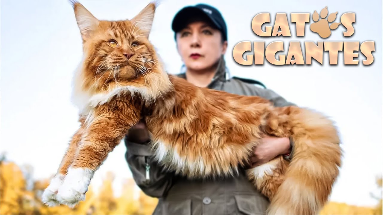¡ESTAS Son las 10 RAZAS de GATOS Más GRANDES Del MUNDO!🚀🌍🐆