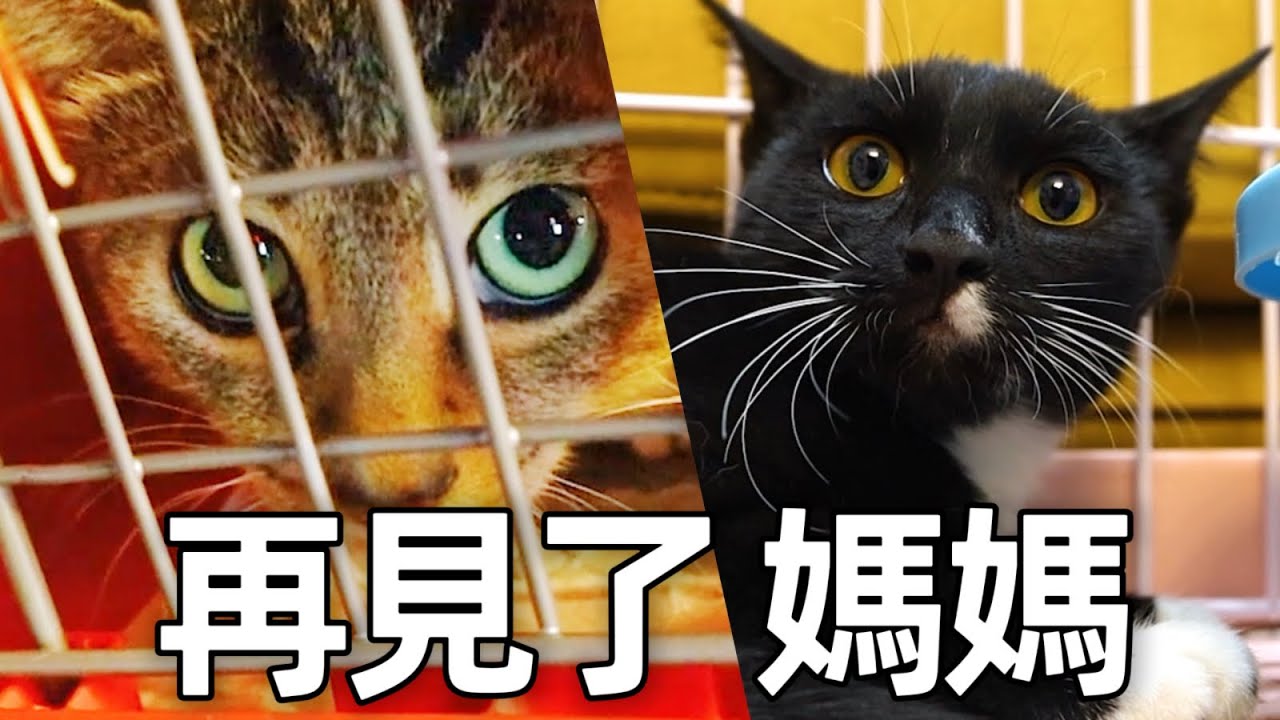 目睹媽媽被抓走，小貓嚇得渾身顫抖啼哭不止｜李喜猫