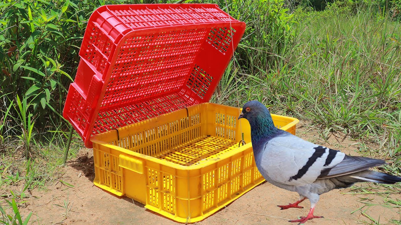 Easy Pigeon Trap With Creative Method || Pigeon Trap Using 2 Baskets