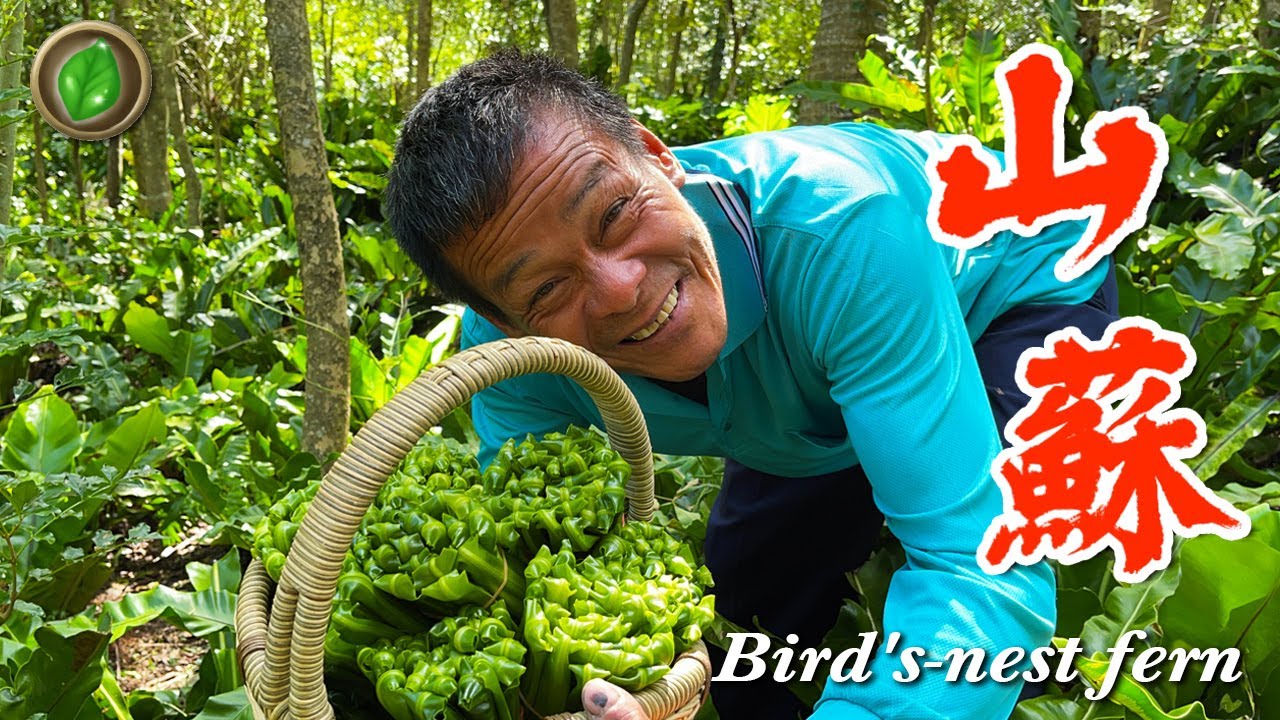 農村第6集 | 山蘇 | 樹子小魚乾 蔥薑醬拌麵 胡麻醬涼拌 | Bird's nest fern | 萍哥Pinger