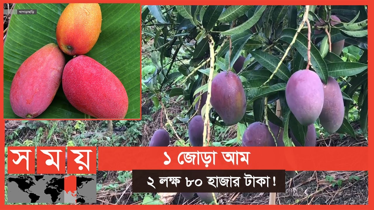 বাংলাদেশেই বিশ্বের সবচেয়ে দামি 'সূর্যডিম' আমের চাষ! | Red Mango | Miyazaki Mango | Somoy TV