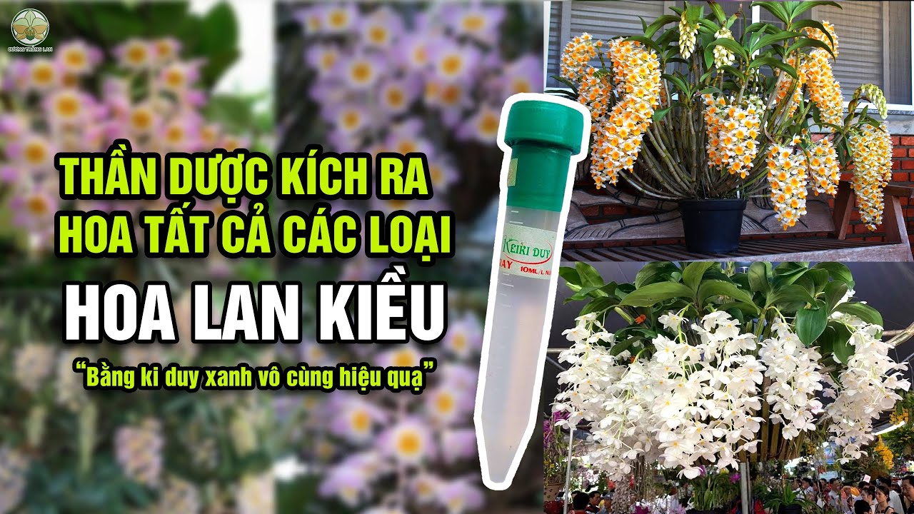 “Kích Kiều nở đồng loạt: Công thức giấu kín của nhà vườn!”