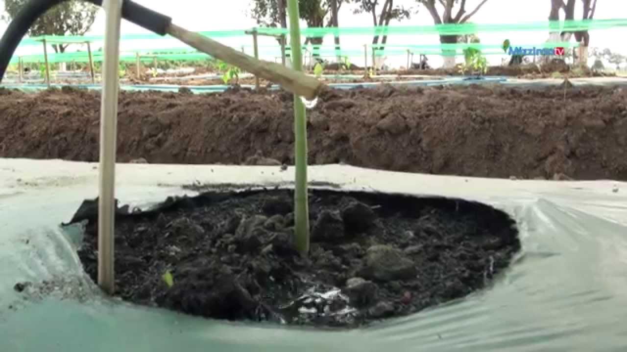 ီDrip Irrigation (ေရအစက္ခ်စိုက္ပ်ိဳးေရးနညး္ပညာ)