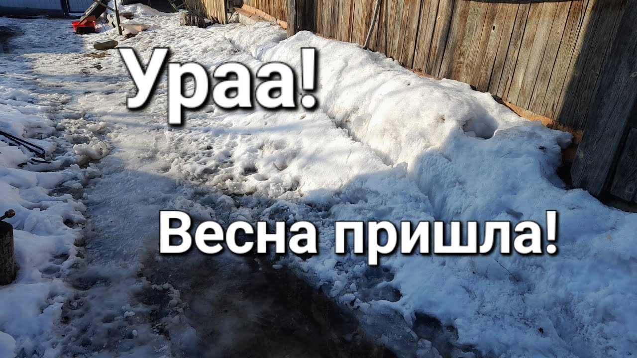 ВЕСНА ПРИШЛА!|ЧТО СКАЗАЛИ В БОЛЬНИЦЕ?!|ПОСЕЯЛА ПОМИДОРЫ|#дом #деньвдеревне #огороднаподоконнике 
