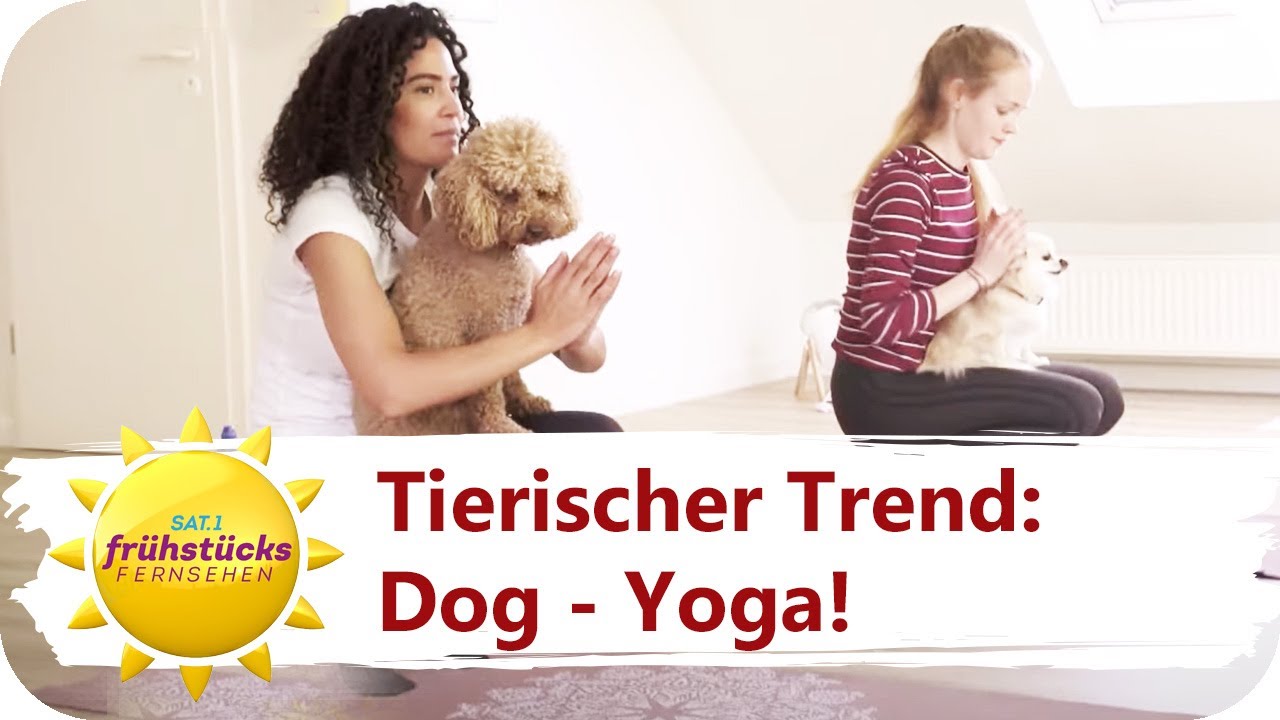 Doga-Expertinnen erklären: so geht Sport mit dem Hund! | SAT.1 Frühstücksfernsehen