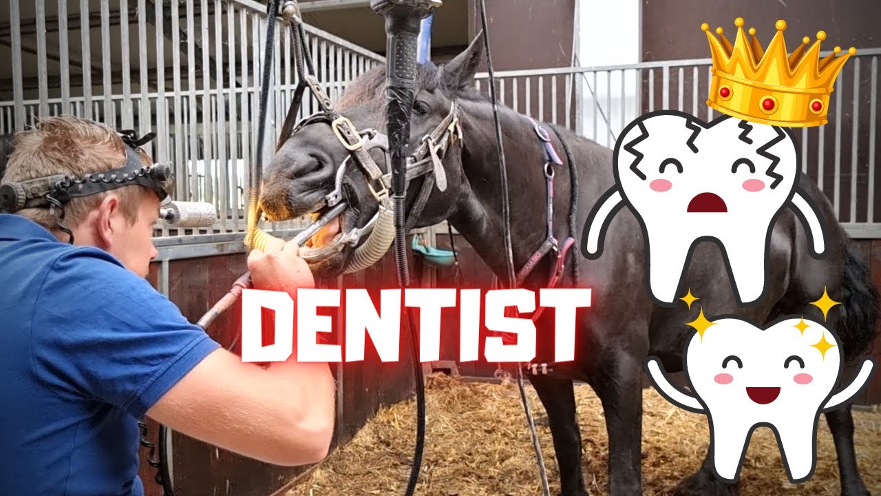 The horse dentist helps Queen👑Uniek and the other horses | Friesian Horse