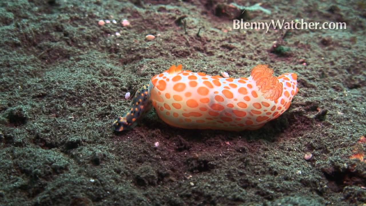 Nudibranch Eating Nudibranch from Blennywatcher.com