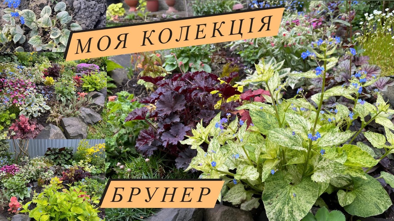 Моя колекція Брунер |ТІНЬОВИЙ САД🌿