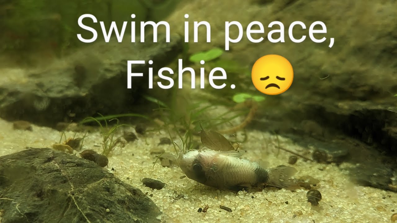 My Fish Died. 😞 What to Do When Fish Die.