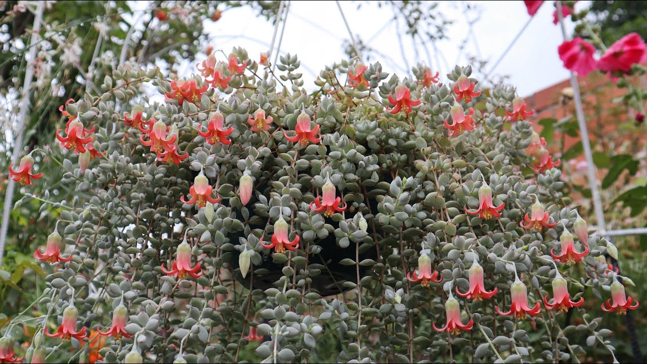 Cuidados del Cotyledon pendens - Suculenta Cadena de Lagrimas