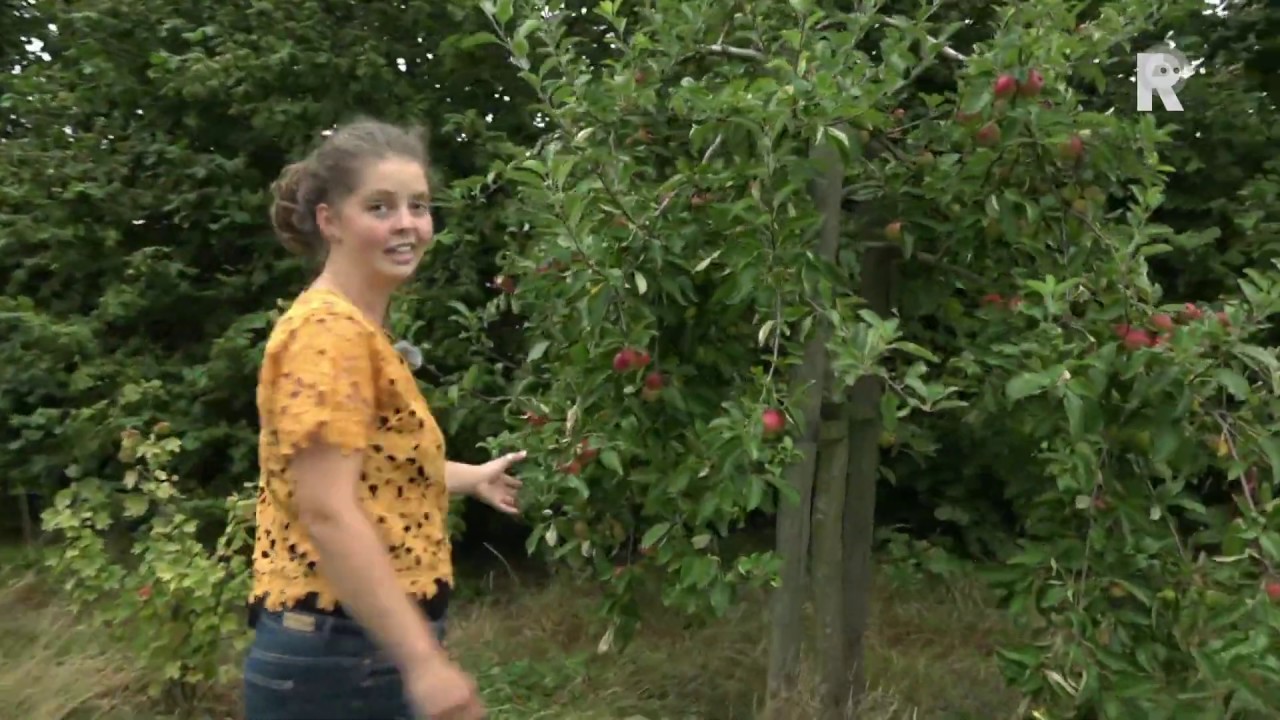 Zelf groente en fruit oogsten in Oudenhoornse voedselbos