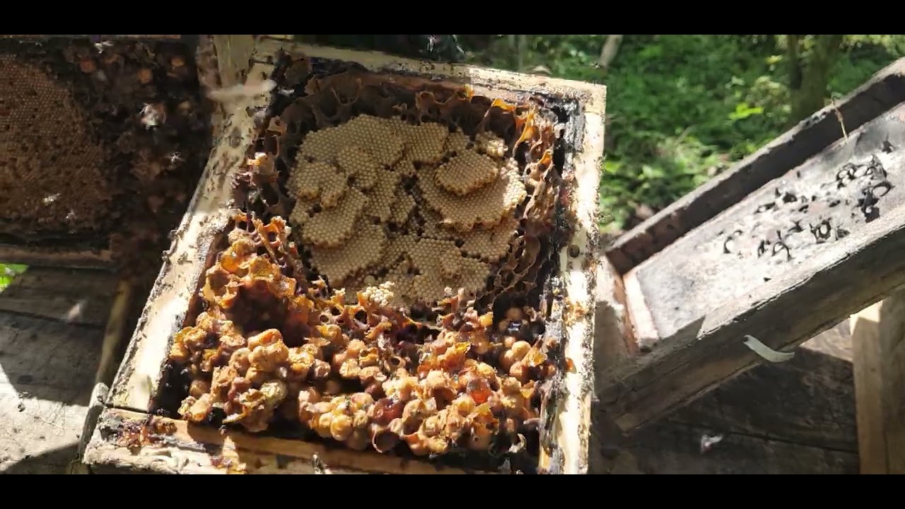 Paano ba mag-split o magparami ng Colony ng Stingless Bee?