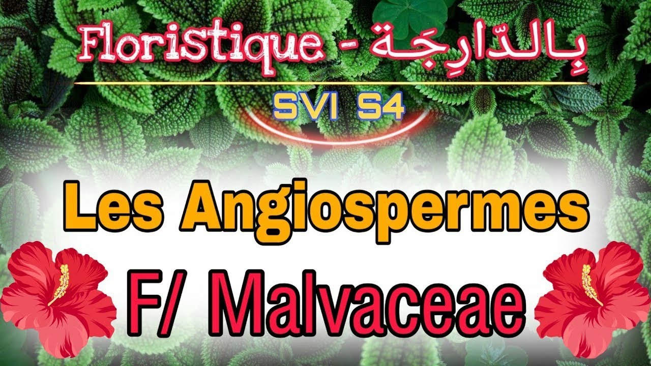 11- Les Angiospermes [F/ Malvaceae] || Floristique بالدارجة (Svi s4)